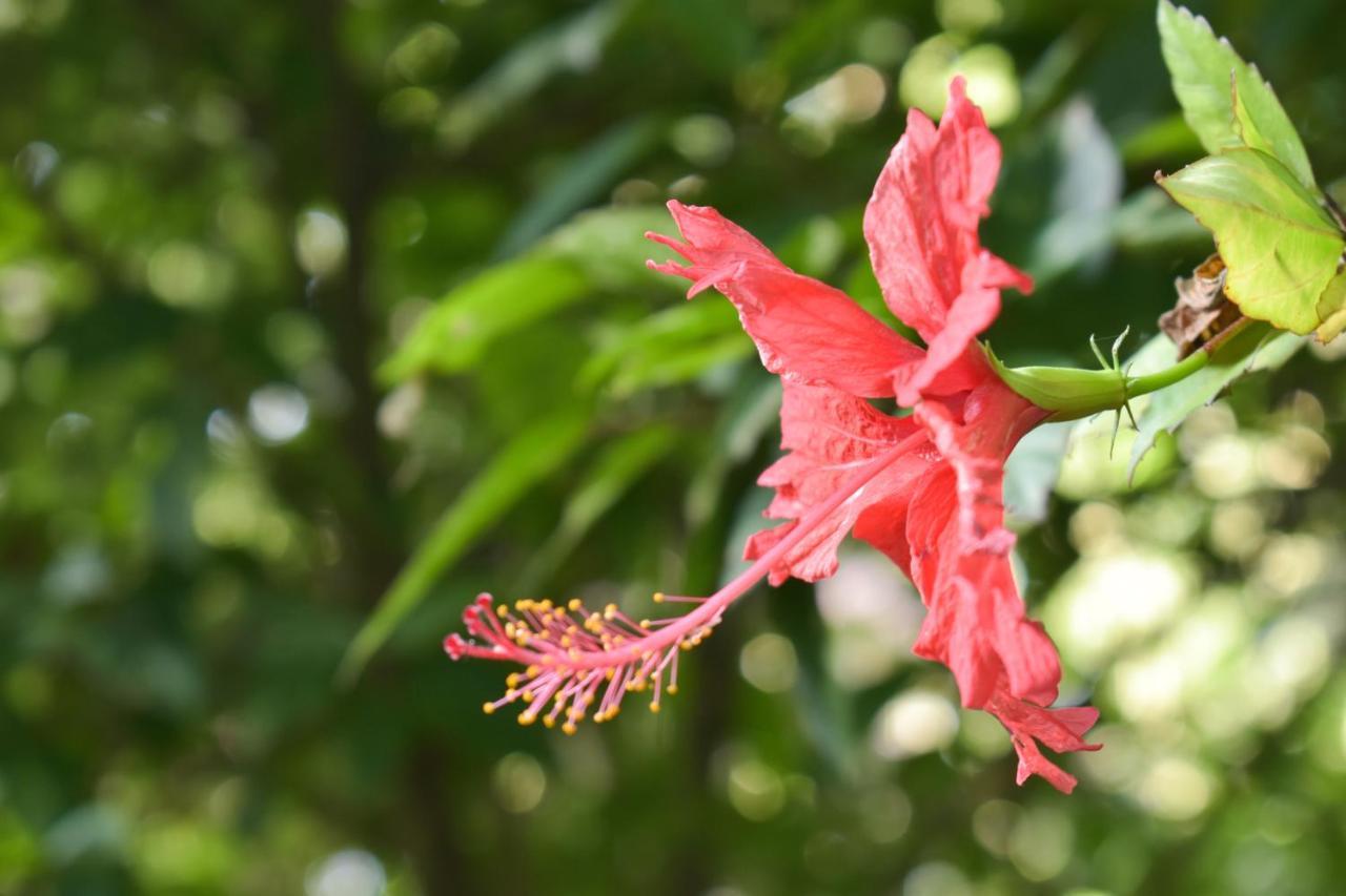 Passiflora Lodge Tambopata Puerto Maldonado Exteriér fotografie